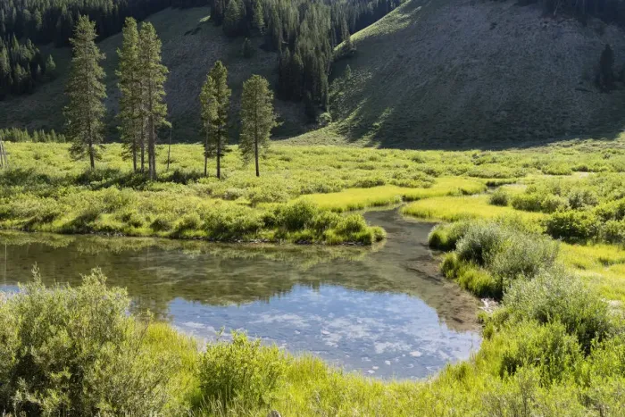 Framed Print : USA, Wyoming. Meandering stream and lush vegetation, Bridger Teton National Forest Framed Print : USA, Wyoming. Meandering stream and lush vegetation, Bridger Teton National Forest