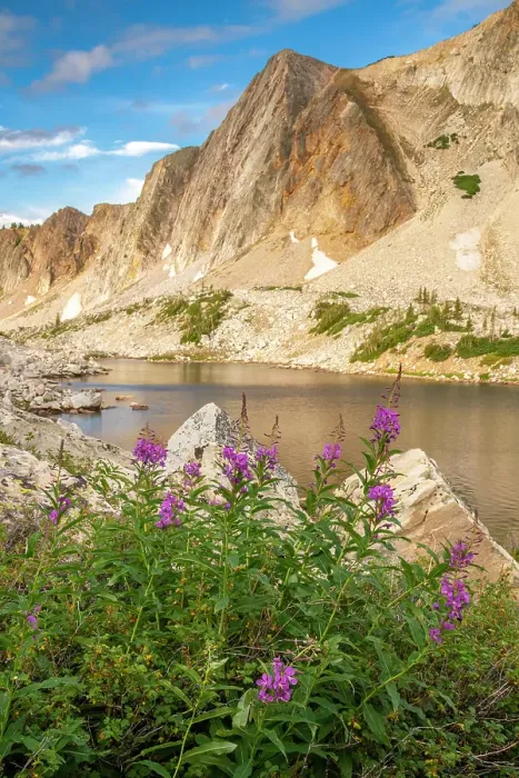 Framed Print : USA, Wyoming, Medicine Bow National Forest. Landscape with fireweed flowers and mountain lake. ©Cathy & Gordon Illg / Jaynes Gallery / DanitaDelimont.com Framed Print : USA, Wyoming, Medicine Bow National Forest. Landscape with fireweed flowers and mountain lake. ©Cathy & Gordon Illg / Jaynes Gallery / DanitaDelimont.com