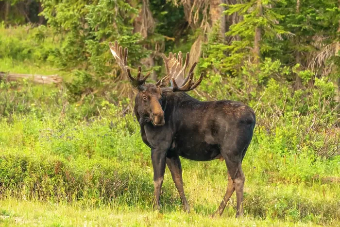 Framed Print : USA, Wyoming, Medicine Bow National Forest. Bull moose in field. ©Cathy & Gordon Illg / Jaynes Gallery / DanitaDelimont.com Framed Print : USA, Wyoming, Medicine Bow National Forest. Bull moose in field. ©Cathy & Gordon Illg / Jaynes Gallery / DanitaDelimont.com
