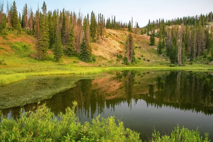 Framed Print : USA, Wyoming, Medicine Bow National Forest. Floating grasses and forest reflection in mountain lake. ©Cathy & Gordon Illg / Jaynes Gallery / DanitaDelimont.com Framed Print : USA, Wyoming, Medicine Bow National Forest. Floating grasses and forest reflection in mountain lake. ©Cathy & Gordon Illg / Jaynes Gallery / DanitaDelimont.com
