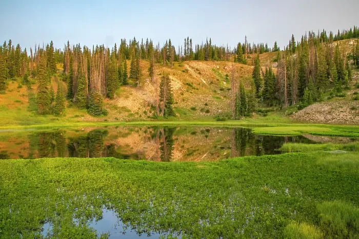 Framed Print : USA, Wyoming, Medicine Bow National Forest. Floating grasses and forest reflection in mountain lake. ©Cathy & Gordon Illg / Jaynes Gallery / DanitaDelimont.com Framed Print : USA, Wyoming, Medicine Bow National Forest. Floating grasses and forest reflection in mountain lake. ©Cathy & Gordon Illg / Jaynes Gallery / DanitaDelimont.com