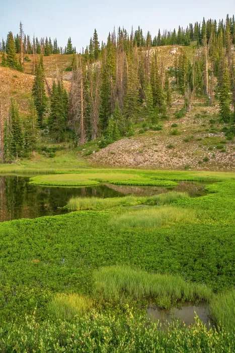 Framed Print : USA, Wyoming, Medicine Bow National Forest. Floating grasses and forest reflection in mountain lake. ©Cathy & Gordon Illg / Jaynes Gallery / DanitaDelimont.com Framed Print : USA, Wyoming, Medicine Bow National Forest. Floating grasses and forest reflection in mountain lake. ©Cathy & Gordon Illg / Jaynes Gallery / DanitaDelimont.com