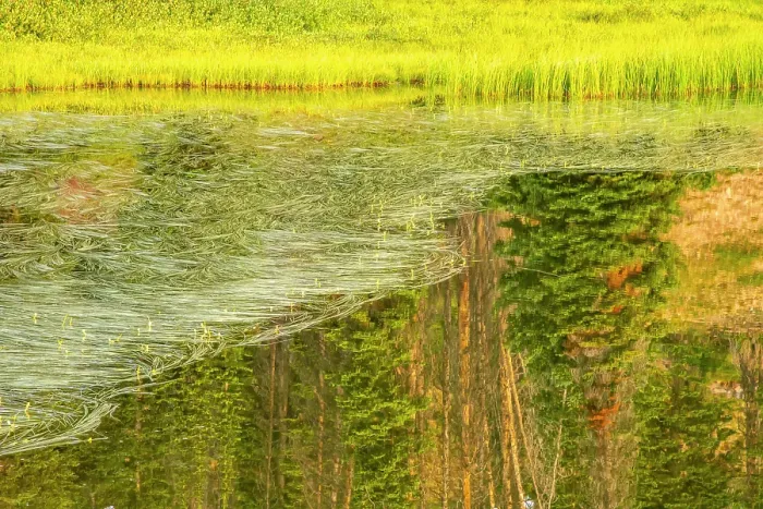 Framed Print : USA, Wyoming, Medicine Bow National Forest. Floating grasses and forest reflection in mountain lake. ©Cathy & Gordon Illg / Jaynes Gallery / DanitaDelimont.com Framed Print : USA, Wyoming, Medicine Bow National Forest. Floating grasses and forest reflection in mountain lake. ©Cathy & Gordon Illg / Jaynes Gallery / DanitaDelimont.com