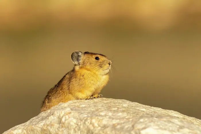 Framed Print : USA, Wyoming, Medicine Bow National Forest. Close-up of pika on rock. ©Cathy & Gordon Illg  /  Jaynes Gallery  /  DanitaDelimont.com