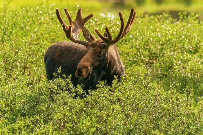 Framed Print : USA, Wyoming, Medicine Bow National Forest. Close-up of bull moose feeding in vegetation. ©Cathy & Gordon Illg  /  Jaynes Gallery  /  DanitaDelimont.com