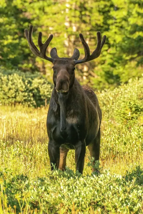 Framed Print : USA, Wyoming, Medicine Bow National Forest. Close-up of bull moose in field. ©Cathy & Gordon Illg / Jaynes Gallery / DanitaDelimont.com Framed Print : USA, Wyoming, Medicine Bow National Forest. Close-up of bull moose in field. ©Cathy & Gordon Illg / Jaynes Gallery / DanitaDelimont.com