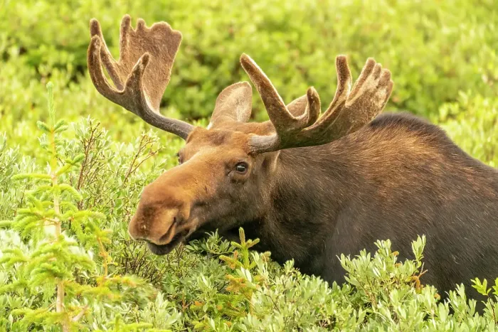 Framed Print : USA, Wyoming, Medicine Bow National Forest. Close-up of bull moose feeding in vegetation. ©Cathy & Gordon Illg / Jaynes Gallery / DanitaDelimont.com Framed Print : USA, Wyoming, Medicine Bow National Forest. Close-up of bull moose feeding in vegetation. ©Cathy & Gordon Illg / Jaynes Gallery / DanitaDelimont.com