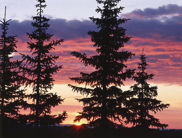 USA, Wyoming, Medicine Bow - Routt National Forest, Sierra Madre, Silhouette of trees