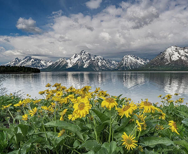 USA, Wyoming. Mount Moran, Jackson Lake and Arrowleaf Balsamroot wildflowers, Grand Teton National Park