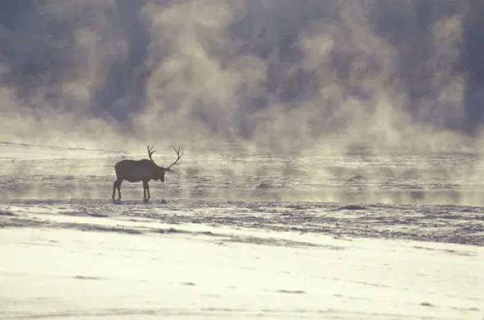 Framed Print : USA, Wyoming, National Elk Refuge, Jackson. Bull elk next to steam rising from Flat