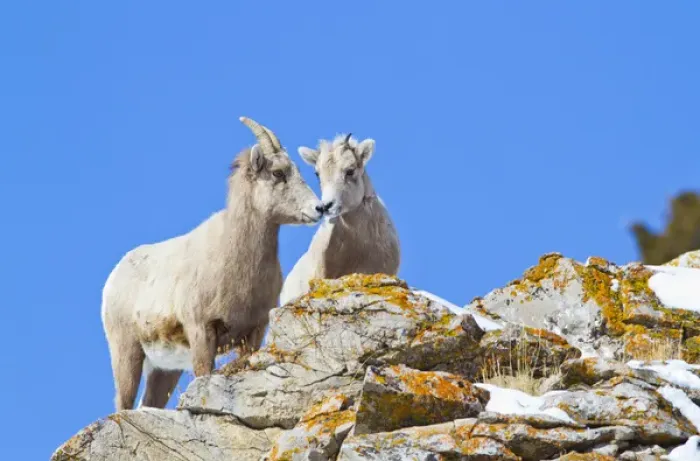Framed Print : USA, Wyoming, National Elk Refuge, Bighorn Sheep Ewe and Lamb nuzzling on cliff Framed Print : USA, Wyoming, National Elk Refuge, Bighorn Sheep Ewe and Lamb nuzzling on cliff