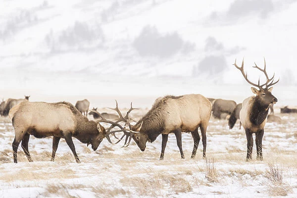 USA, Wyoming, National Elk Refuge. Bull elks fighting in winter