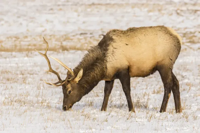 Framed Print : USA, Wyoming, National Elk Refuge. Elk grazing in snow Framed Print : USA, Wyoming, National Elk Refuge. Elk grazing in snow