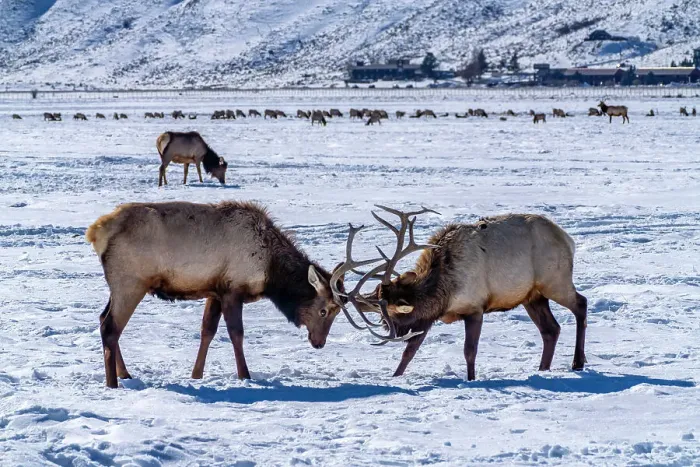 Framed Print : USA, Wyoming, National Elk Refuge. Bull elks sparring Framed Print : USA, Wyoming, National Elk Refuge. Bull elks sparring