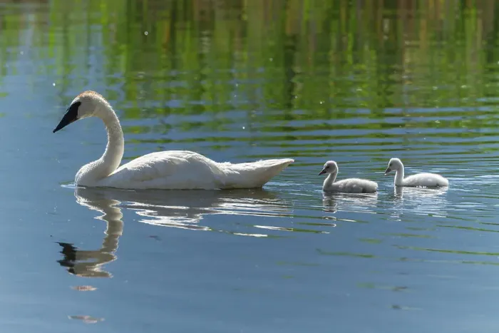 Framed Print : USA, Wyoming, National Elk Refuge. A trumpeter swan, watches over a pair of hatchlings as they swim on the calm water of a creek Framed Print : USA, Wyoming, National Elk Refuge. A trumpeter swan, watches over a pair of hatchlings as they swim on the calm water of a creek