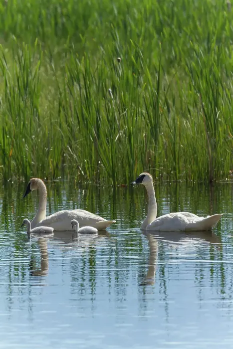 Framed Print : USA, Wyoming, National Elk Refuge. A pair of trumpeter swans, watches over a pair of hatchlings as they swim on the calm water of a creek Framed Print : USA, Wyoming, National Elk Refuge. A pair of trumpeter swans, watches over a pair of hatchlings as they swim on the calm water of a creek