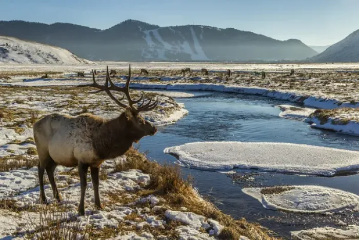 Framed Print : USA, Wyoming, National Elk Refuge. Male elk next to stream