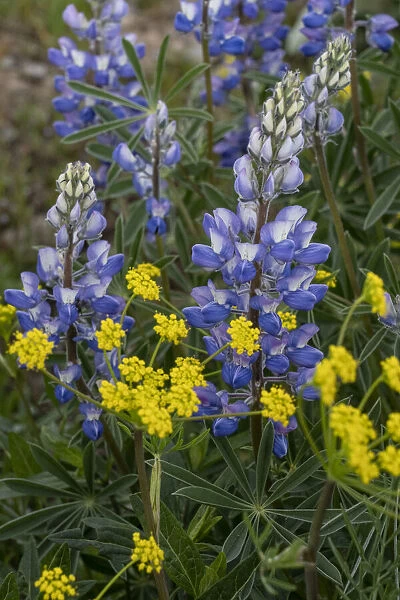 USA, Wyoming. Nineleaf Biscuitroot (Lomatium triternatum) and Lupine (Lupinus sp