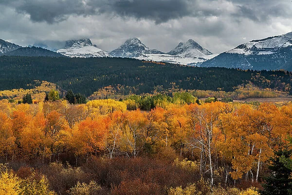 USA, Wyoming. Orange and yellow Aspens with snow-covered Teton Mountains near Jackson Hole