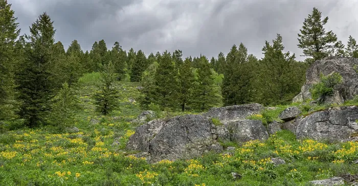 Framed Print : USA, Wyoming. Panoramic of arrowleaf balsamroot and evergreen trees, Teton Canyon Framed Print : USA, Wyoming. Panoramic of arrowleaf balsamroot and evergreen trees, Teton Canyon