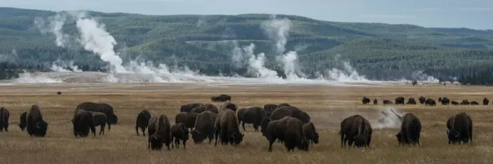Framed Print : USA, Wyoming. Panoramic image of bison herd with steaming geysers