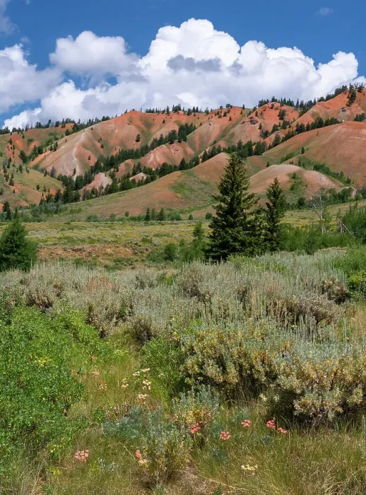 Framed Print : USA, Wyoming. Red Hills, Bridger Teton National Forest