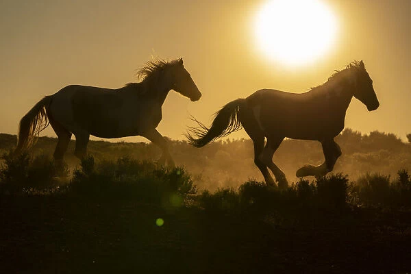 USA, Wyoming. Running wild horses silhouetted at sunset