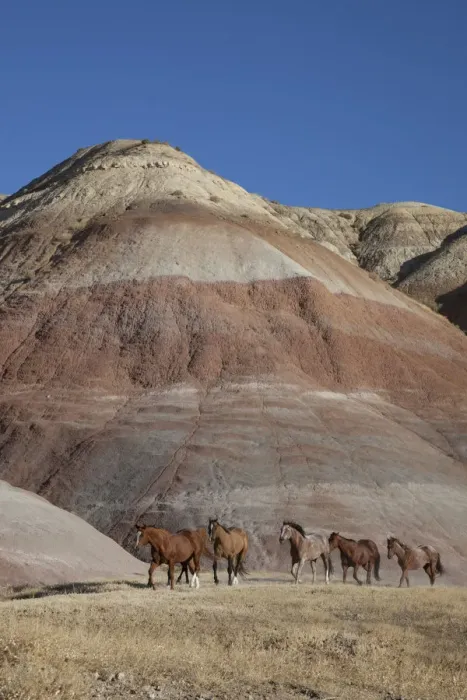 Framed Print : USA, Wyoming, Shell, The Hideout Ranch, Horses Walking in front of Painted Hills