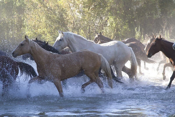 USA, Wyoming, Shell, The Hideout Ranch, Herd of Horses Cross the River (MR  /  PR)