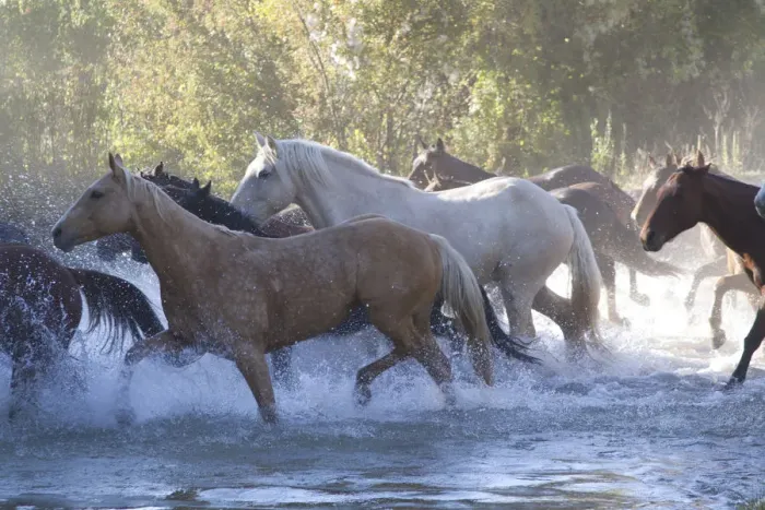 Framed Print : USA, Wyoming, Shell, The Hideout Ranch, Herd of Horses Cross the River (MR / PR) Framed Print : USA, Wyoming, Shell, The Hideout Ranch, Herd of Horses Cross the River (MR / PR)