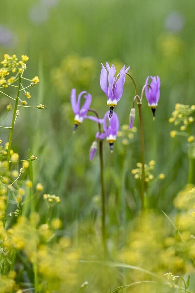 USA, Wyoming. Shooting star (Dodecatheon sp. ), in a meadow, Yellowstone National Park