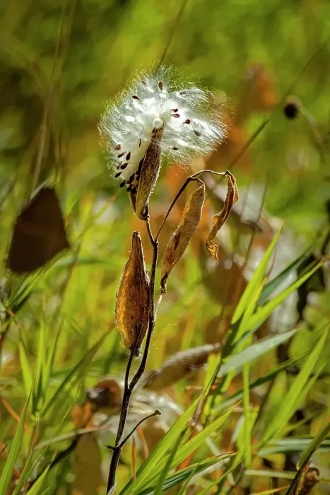 Framed Print : USA, Wyoming. Showy milkweed seed pod close-up. Credit as Fred Lord  /  Jaynes Gallery  /  DanitaDelimont.com