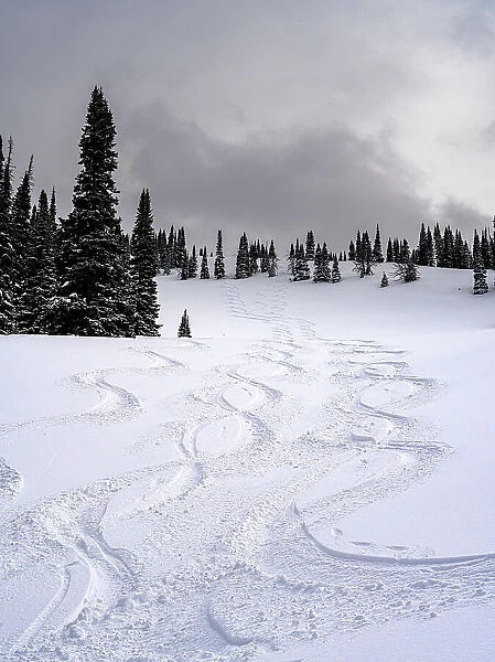 USA, Wyoming. Ski tracks in powder near Jackson Hole