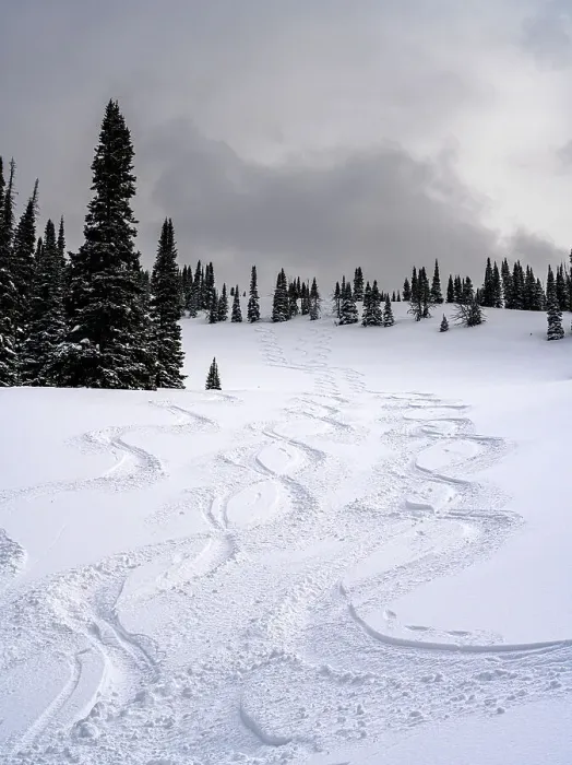 Framed Print : USA, Wyoming. Ski tracks in powder near Jackson Hole Framed Print : USA, Wyoming. Ski tracks in powder near Jackson Hole