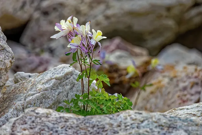 Framed Print : USA, Wyoming, Snowy Range. Blue columbine flower. Credit as Fred Lord / Jaynes Gallery / DanitaDelimont.com Framed Print : USA, Wyoming, Snowy Range. Blue columbine flower. Credit as Fred Lord / Jaynes Gallery / DanitaDelimont.com
