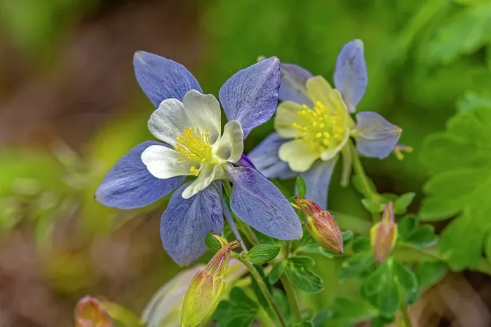 Framed Print : USA, Wyoming, Snowy Range. Blue columbine flower. Credit as Fred Lord / Jaynes Gallery / DanitaDelimont.com Framed Print : USA, Wyoming, Snowy Range. Blue columbine flower. Credit as Fred Lord / Jaynes Gallery / DanitaDelimont.com