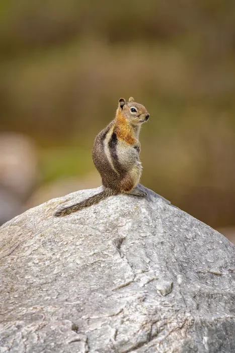 Framed Print : USA, Wyoming, Snowy Range. Golden-mantled ground squirrel on rock Framed Print : USA, Wyoming, Snowy Range. Golden-mantled ground squirrel on rock