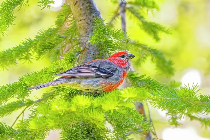 Framed Print : USA, Wyoming, Snowy Range. Male pine grosbeak bird in tree. Credit as Fred Lord  /  Jaynes Gallery  /  DanitaDelimont.com