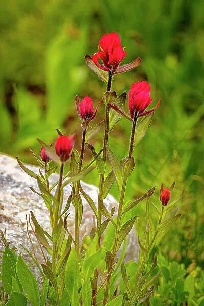 USA, Wyoming, Snowy Range. Red Indian paintbrush flowers close-up