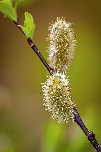 USA, Wyoming, Snowy Range. Willow stem with buds