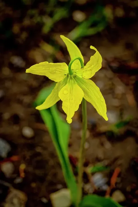 Framed Print : USA, Wyoming, Snowy Range. Yellow avalanche lily close-up Framed Print : USA, Wyoming, Snowy Range. Yellow avalanche lily close-up