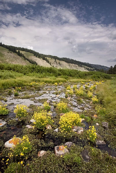 USA, Wyoming. Stream bed filled with Monkey flower, Bridger National Forest