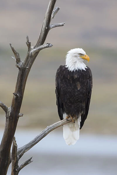 USA, Wyoming, Sublette County. Adult Bald Eagle sitting on a snag above Soda Lake