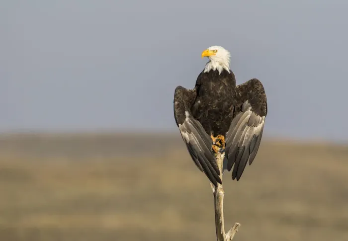 Framed Print : USA, Wyoming, Sublette County. Adult Bald Eagle perching on a snag at Soda Lake Framed Print : USA, Wyoming, Sublette County. Adult Bald Eagle perching on a snag at Soda Lake