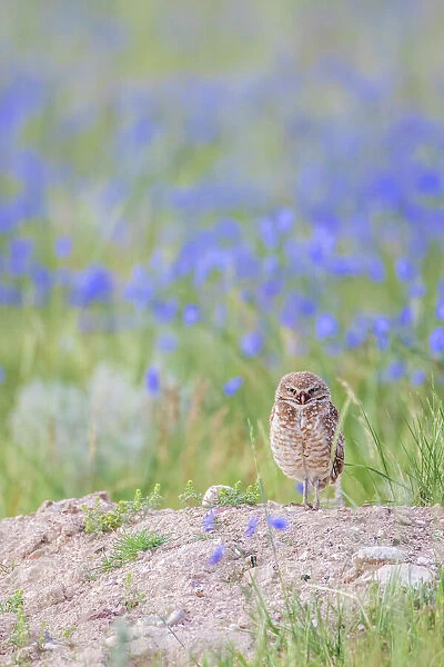 USA, Wyoming, Sublette County, an adult Burrowing Owl stands at its burrow with