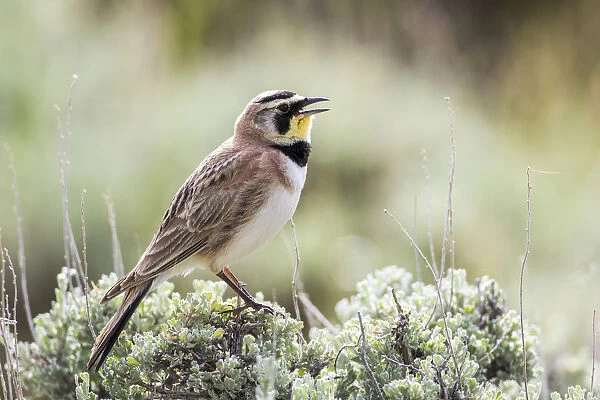 USA, Wyoming, Sublette County. Adult Horned Lark sings from the top of a sage brush in Spring