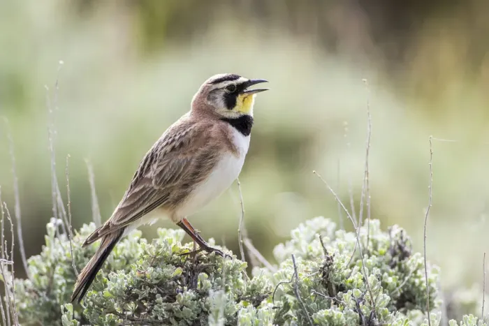 Framed Print : USA, Wyoming, Sublette County. Adult Horned Lark sings from the top of a sage brush in Spring Framed Print : USA, Wyoming, Sublette County. Adult Horned Lark sings from the top of a sage brush in Spring