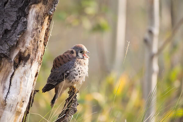 USA, Wyoming, Sublette County, American Kestrel fledgling calling