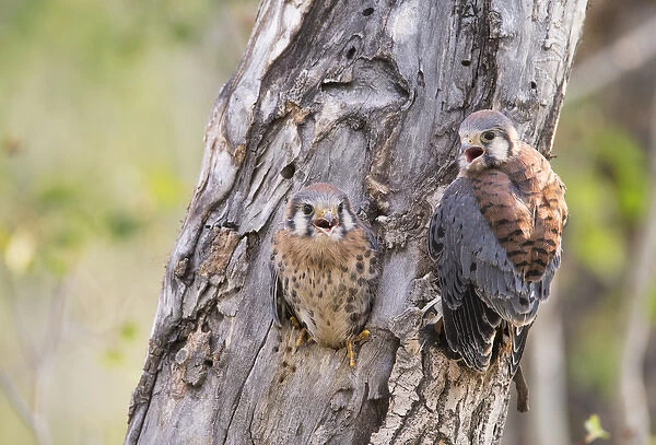 USA, Wyoming, Sublette County, American Kestrels fledging nest