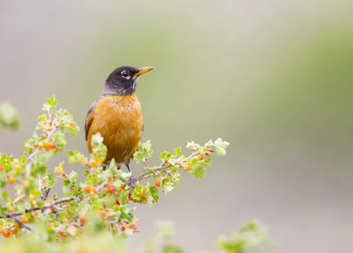 Framed Print : USA, Wyoming, Sublette County, An American Robin sits in a current bush with berries Framed Print : USA, Wyoming, Sublette County, An American Robin sits in a current bush with berries